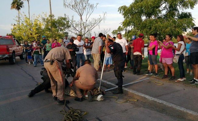 Cocodrilo pasea por calles de Tampico