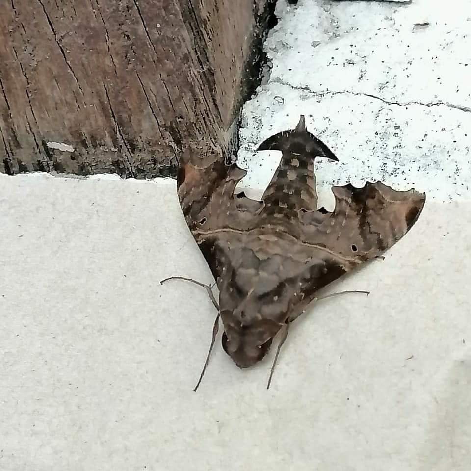 Encuentran mariposa extraña con cara de demonio en Colombia