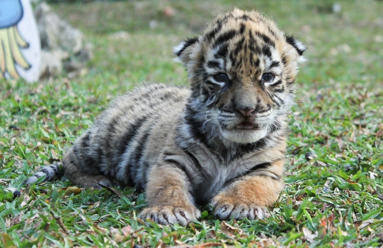 Nace tigre de bengala en Veracruz, le ponen Covid